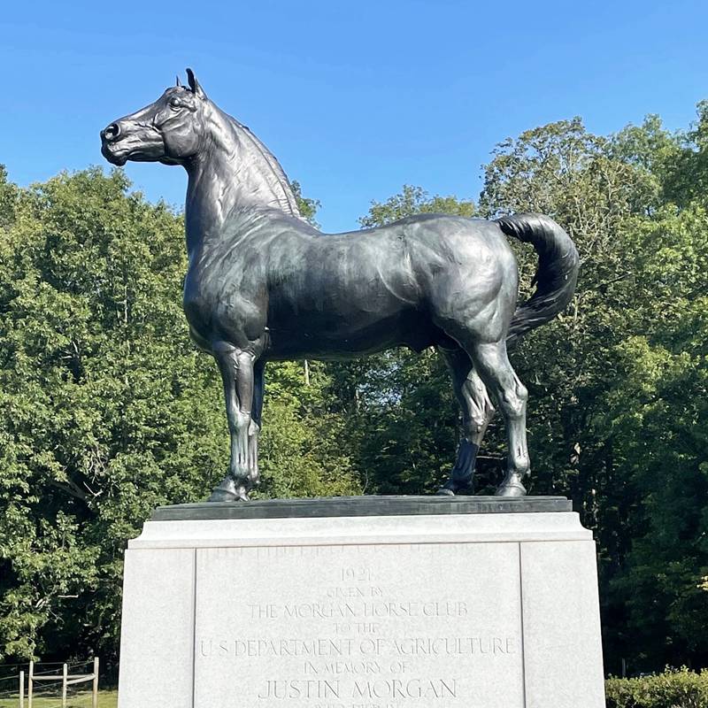 Outdoor Large Bronze Morgan Horse Statue Manufacturer (2)