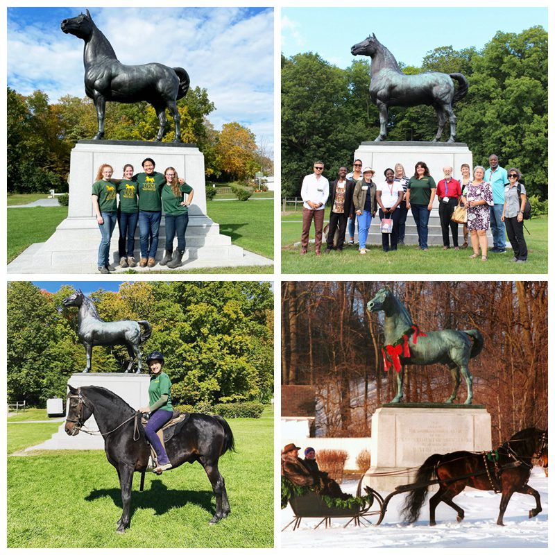 Outdoor Large Bronze Morgan Horse Statue Manufacturer